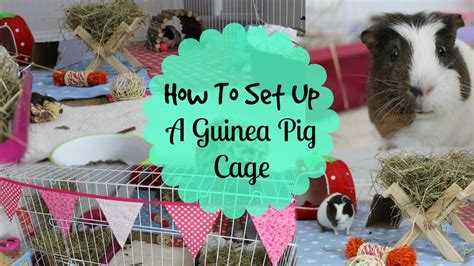 Setting up website with wordpressshow all. How To: SET UP A GUINEA PIG CAGE | Hamster HorsesandCats ...