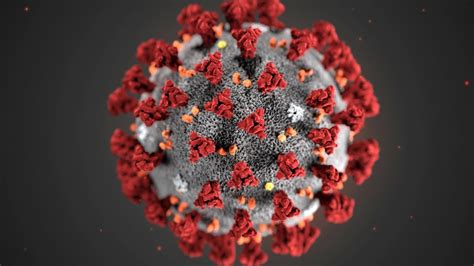 (see human viruses by baltimore. Coronavirus, ecco le immagini del virus - la Repubblica