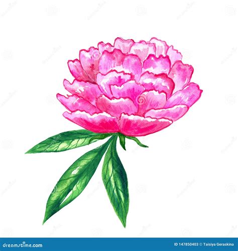 Beautiful Bright Pink Peony Hand Drawn Watercolor Illustration