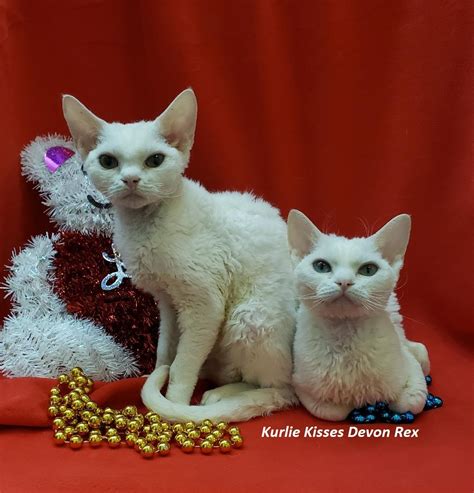 Devon rex breeder in sunny flori. Devon Rex Cats For Sale | Philadelphia, PA #291843