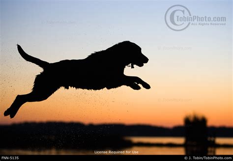 Photo Of A Dog Jumping Fnn 5135