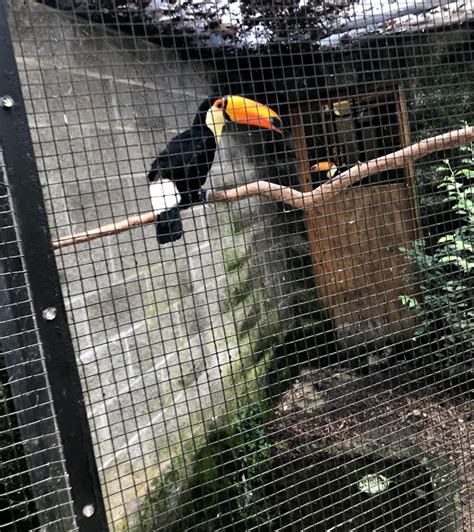Toco Toucans Zoochat
