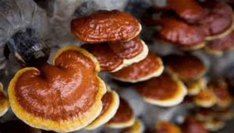 Red Reishi The Mushroom Of Immortality Feast