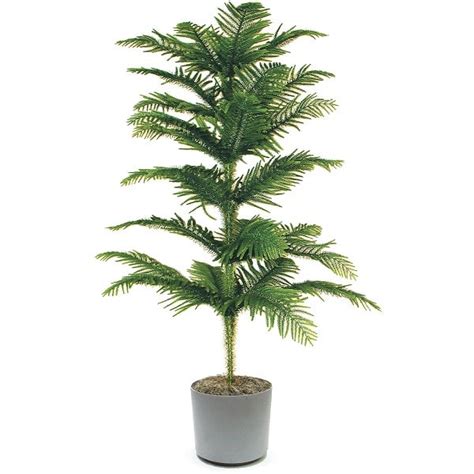 Tall indoor plants can also be placed in the balcony or porch, so that you can enjoy some greenery while you sip a cup of tea. 18 Best Large Indoor Plants | Tall Houseplants for Home ...
