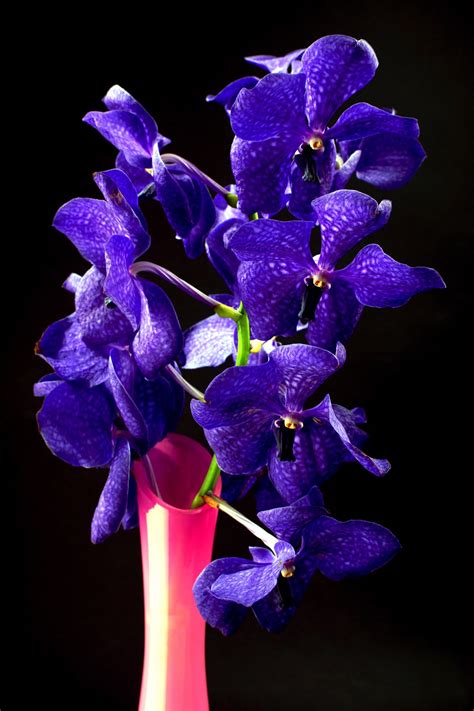 Premium wholesale flowers · quality customer service Free Images : flower, purple, petal, bloom, blue, closeup ...