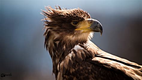 Closeup Photography Of Brown Eagle White Tailed Eagle Hd Wallpaper
