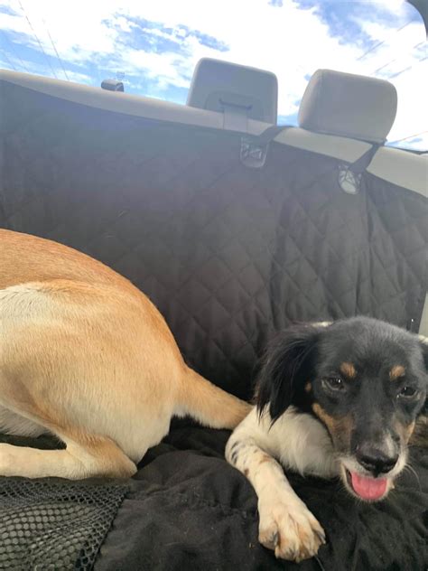 Courtesy Post... - Tucson LOST And FOUND Pets Support team