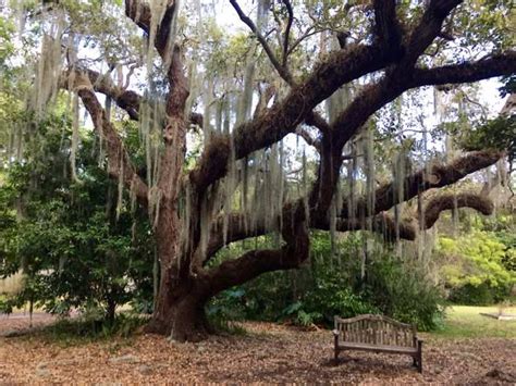 Coconut Grove Florida Oak Tree • Mccool Travel