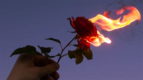 Download Wallpaper 1920x1080 Rose Flower Flame Hand Fire Full Hd