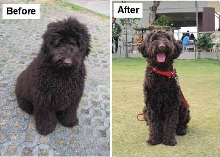 Premium breeder of english teddy bear goldendoodles & schnoodles since 2000. Pin on Gunner