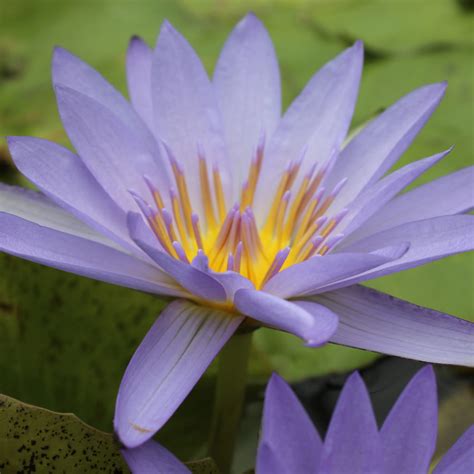 Blue Beauty Tropical Water Lily The Pond Guy