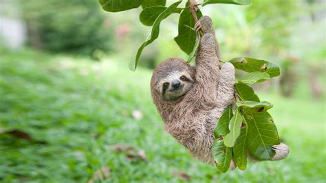 Diet Three Toed Sloth