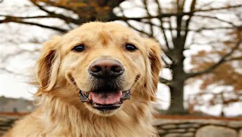 The 5 Best Ways Golden Retrievers Protect Their Owners