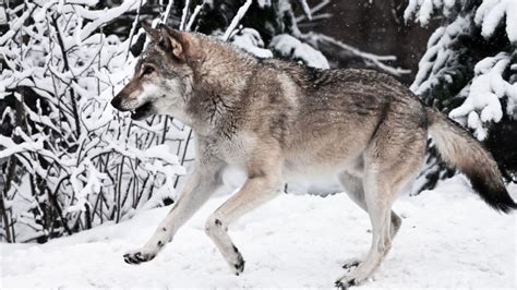 The 11 Largest Wolves In The World Owlcation