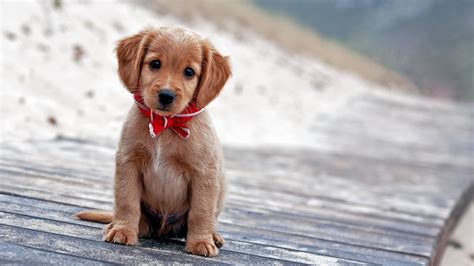 Puppy Wallpapers Free Free Download Cute Puppy Wallpapers