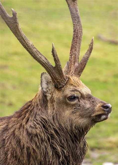 Close Up Portrait Of A Male Sika Deer Stock Photo Image Of Mammals
