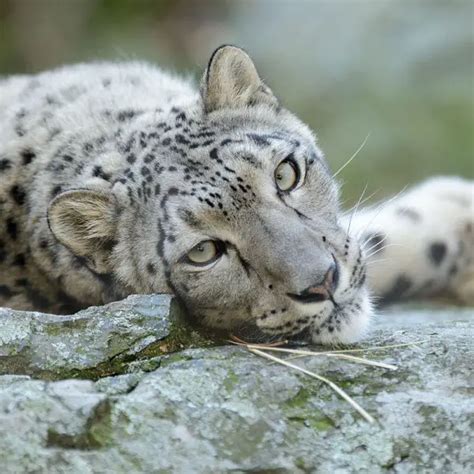 Snow Leopard Facts Diet Habitat And Pictures On Animaliabio