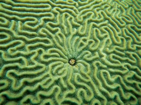 Coral Definition Types Location And Facts Britannica