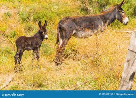 A Donkey And Her Donkey In A Meadow In The Mountains Stock Photo