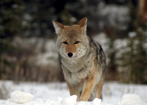 Bill To Ban Coyote Killing Contests In Nm Dairy Herd