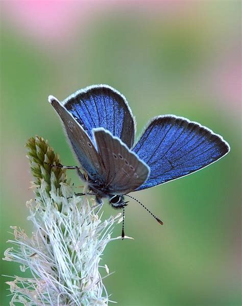 Mazarine Blue Pictures Butterfly Photos Butterfly