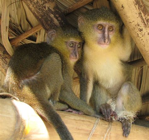 New Monkey Species Discovered Double Helix