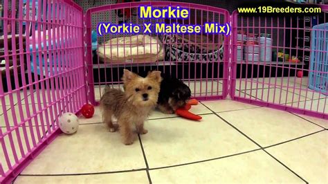 Looking for good homes for these adorable & wonderful companions. Morkie, Puppies, For, Sale, In, Billings, Montana, MT, Missoula, Great Falls, Bozeman - YouTube