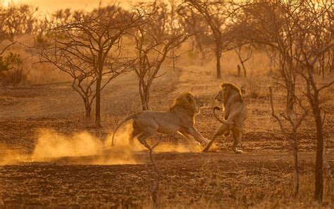 The Spectacular Beauty Of Lions Photographers Celebrate The Pride Of