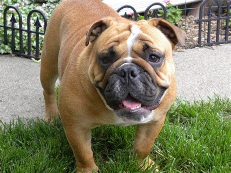 Dreamcatcher hill of illinois might have the perfect one for you. Delilah....delightful! Adopted! Chicago English Bulldog ...