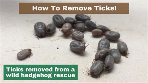 How To Remove Ticks Loads Of Nasty Ticks Hornbeam Wood Hedgehog