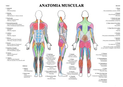 Mapa Dos Musculos Do Corpo Humano Spearedu