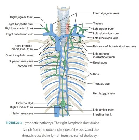 Organization Of The Lymphatic System