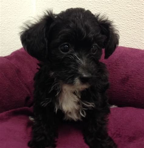 Yorkie Poo Rescue Michigan Pets Lovers