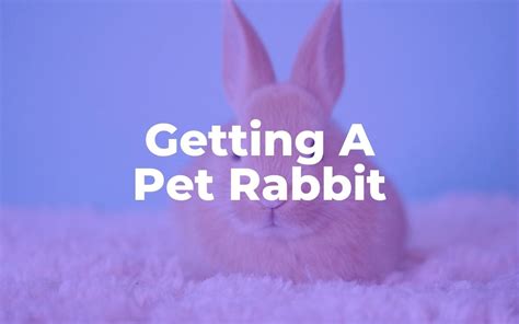 Getting A Pet Rabbit Everything You Need To Know Thank Your Vet