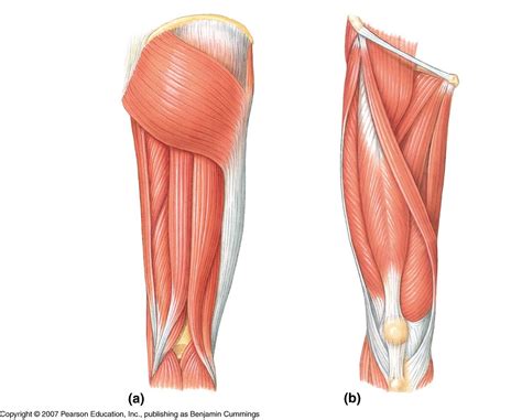 A muscle along the outside of the leg that bends the foot out at the ankle. Leg Muscle Diagrams