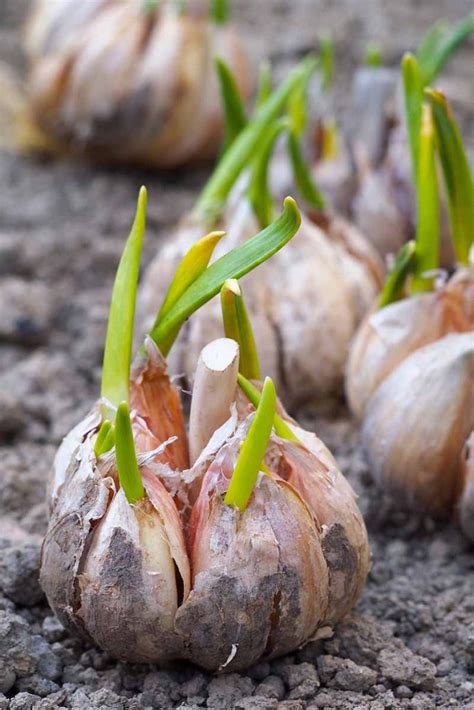 How To Plant And Grow Garlic Gardeners Path