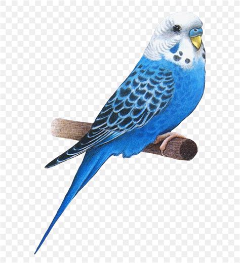 Bird Animation Parakeet Budgerigar Png 700x900px Bird Animation
