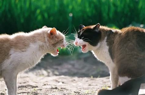 Cat Fight 10 Tips For Stopping And Preventing Cat Aggression