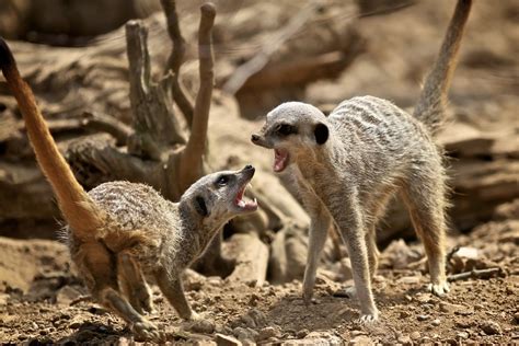 Meet The Worlds Most Murderous Mammal The Meerkat Bbc Wildlife