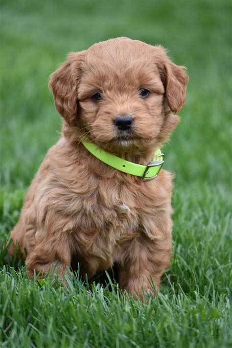 If you want to learn more about. Mini Goldendoodle Puppies for Sale | Goldendoodle puppy ...