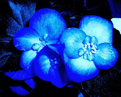 Blue Snow Flowers By Kellygirl1 On Deviantart