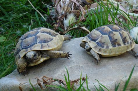 Ausgewachsene weibchen hingegen wiegen 1500 g bis 3000 g. Tieranzeigen Winterschlaf Kleinanzeigen