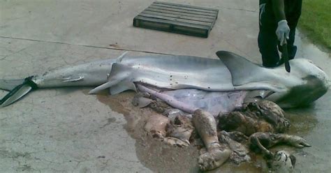 Warning Severed Body Parts Shark Gets Cut Open And Spews Out Body