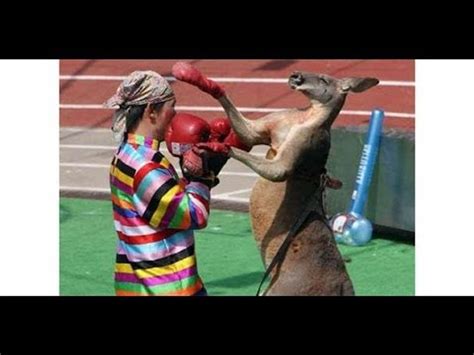 Disonesto Capo Critico Kangaroo Boxing Match Tacchino Metano Tossico