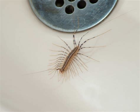 Proven Ways To Get Rid Of Centipede Infestations