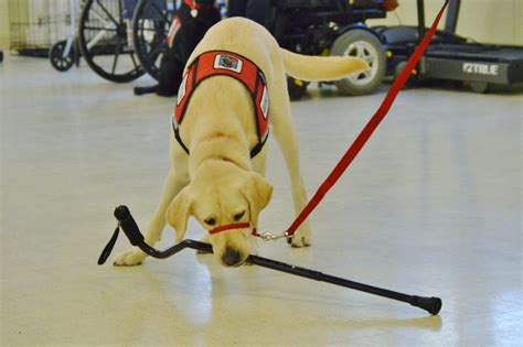 Dog Training Neads World Class Service Dogs
