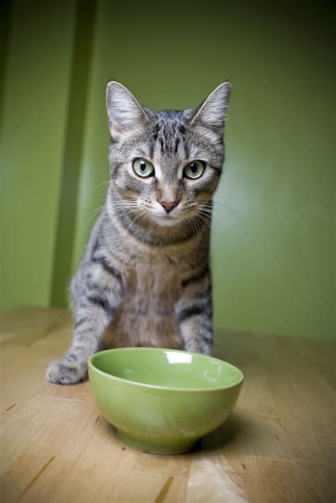 The wet cat food dispenser by cat mate includes five separate food compartments for five the rest of the best automatic cat feeders for wet food for 2021. Cats aren't hydrophobic by nature, in fact some like ...