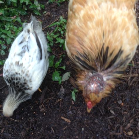 Chicken With Head Injury From Pecking Suggestions Chickens Forum At