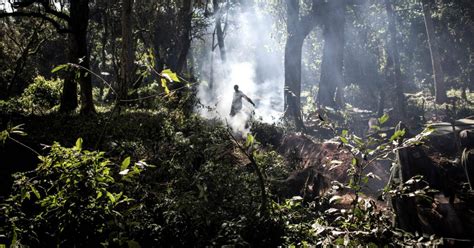 Africa In Congo E Angola Va In Fiamme La Seconda Foresta Pluviale Più