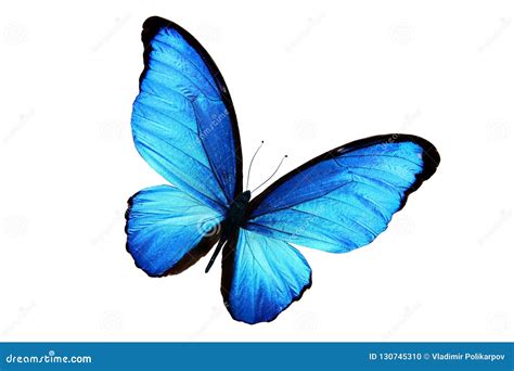 Beautiful Blue Butterfly Isolated On White Background Stock Photo